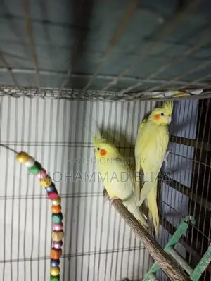 One Pair of Cockatiel Birds and One Pair of Lutino Red Eyes