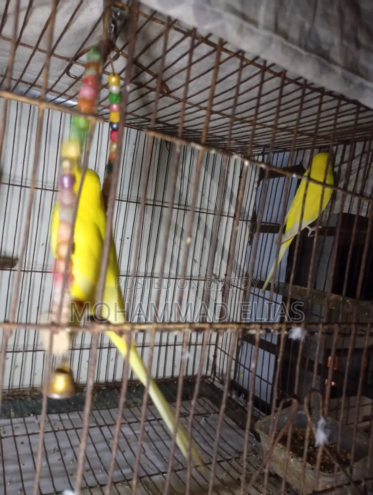 One Pair of Cockatiel Birds and One Pair of Lutino Red Eyes