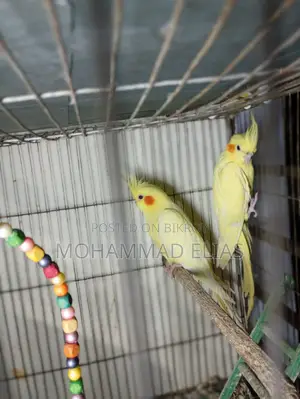 One Pair of Cockatiel Birds and One Pair of Lutino Red Eyes