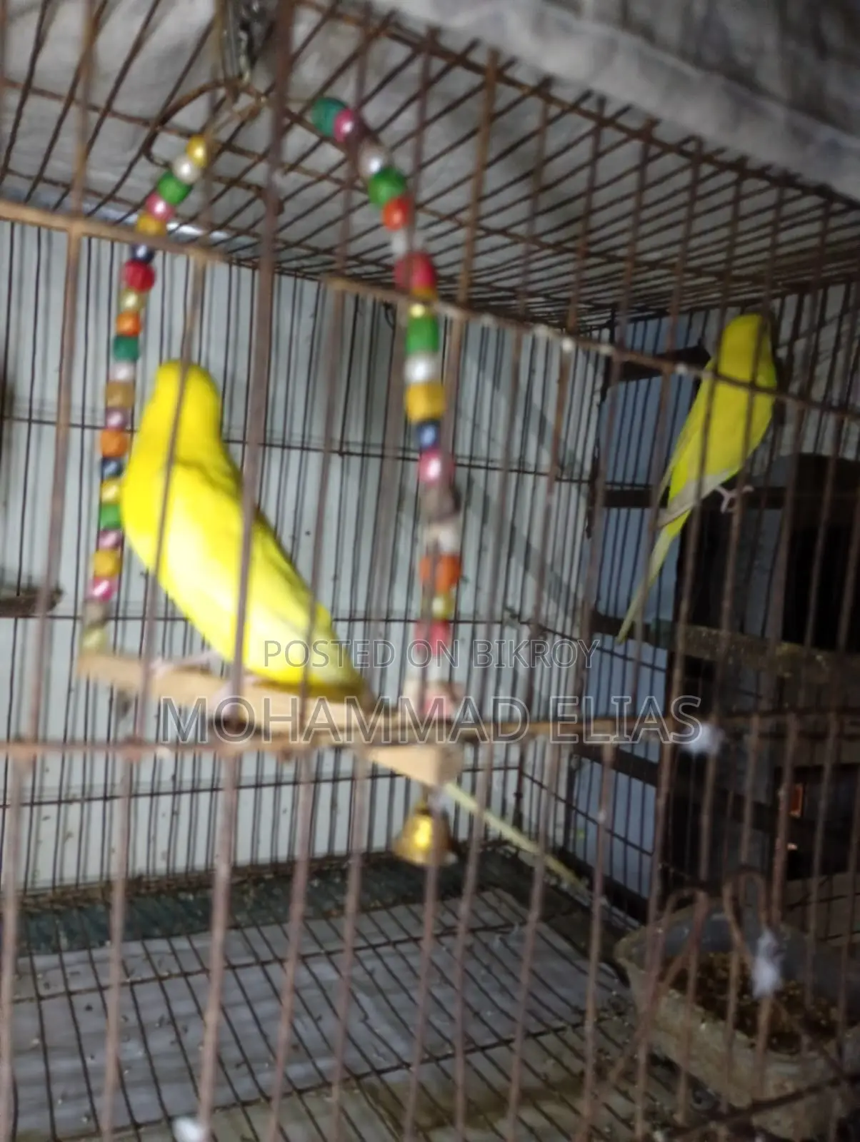 One Pair of Cockatiel Birds and One Pair of Lutino Red Eyes