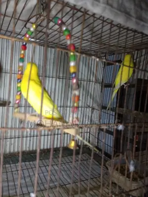 One Pair of Cockatiel Birds and One Pair of Lutino Red Eyes