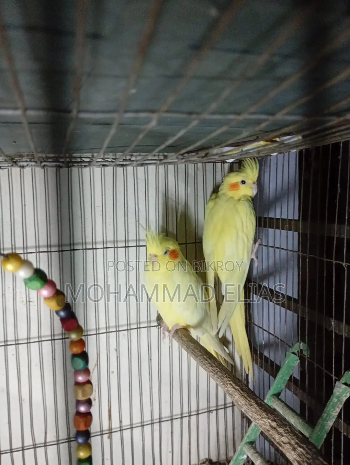 One Pair of Cockatiel Birds and One Pair of Lutino Red Eyes