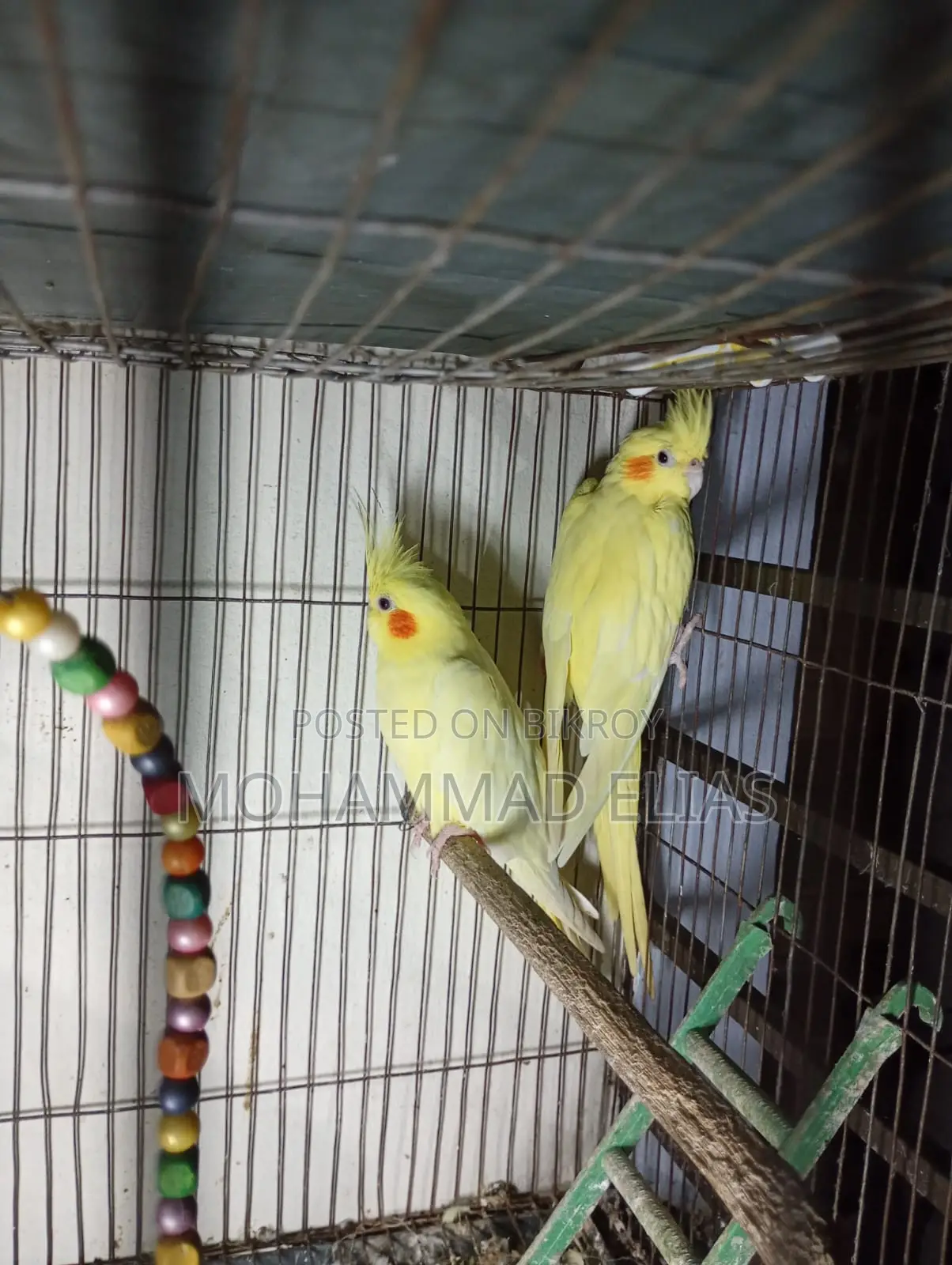 One Pair of Cockatiel Birds and One Pair of Lutino Red Eyes