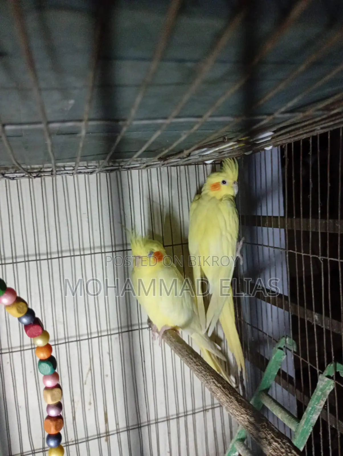 One Pair of Cockatiel Birds and One Pair of Lutino Red Eyes