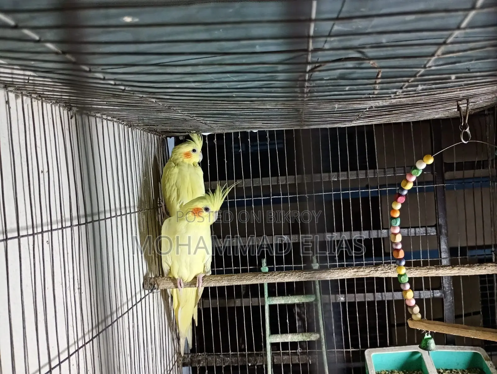 One Pair of Cockatiel Birds and One Pair of Lutino Red Eyes