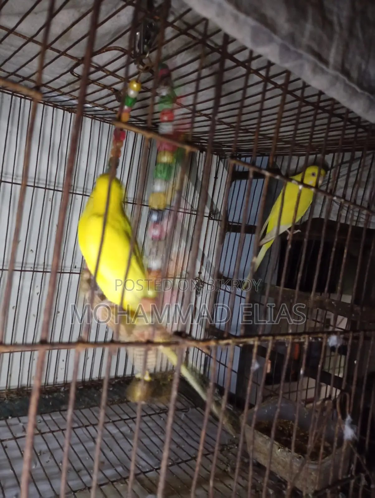 One Pair of Cockatiel Birds and One Pair of Lutino Red Eyes