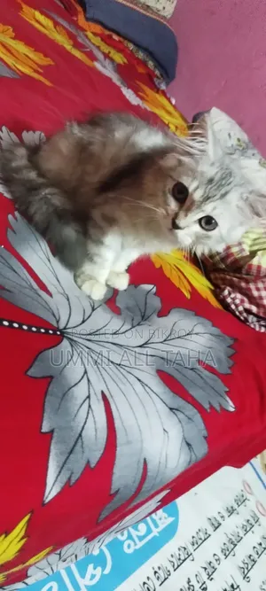 1-3 months Female Purebred Persian