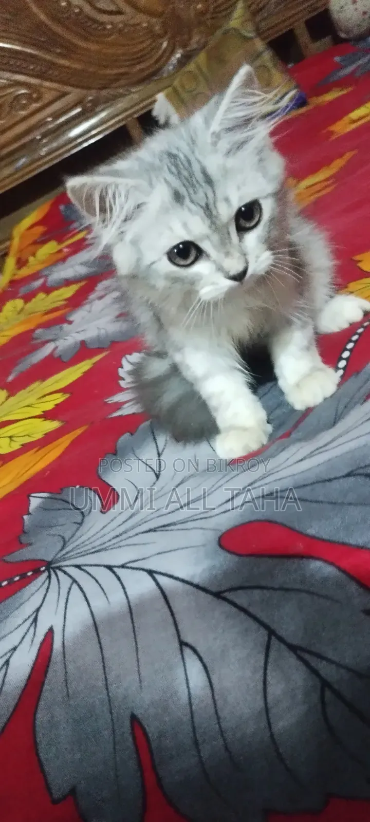 1-3 months Female Purebred Persian