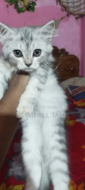 1-3 months Female Purebred Persian