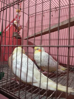 Lutino Cockatiel bird for sale.