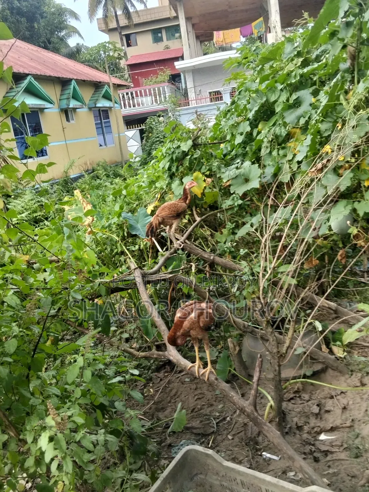 দুইজোড়া সরালি মুরগি