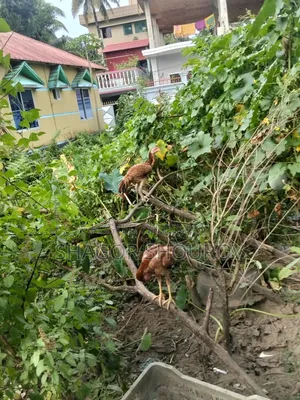 দুইজোড়া সরালি মুরগি