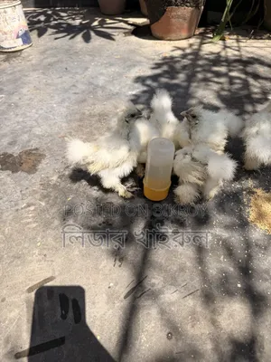 Silky Hen