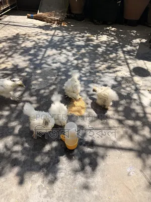 Silky Hen