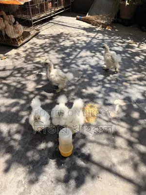 Silky Hen