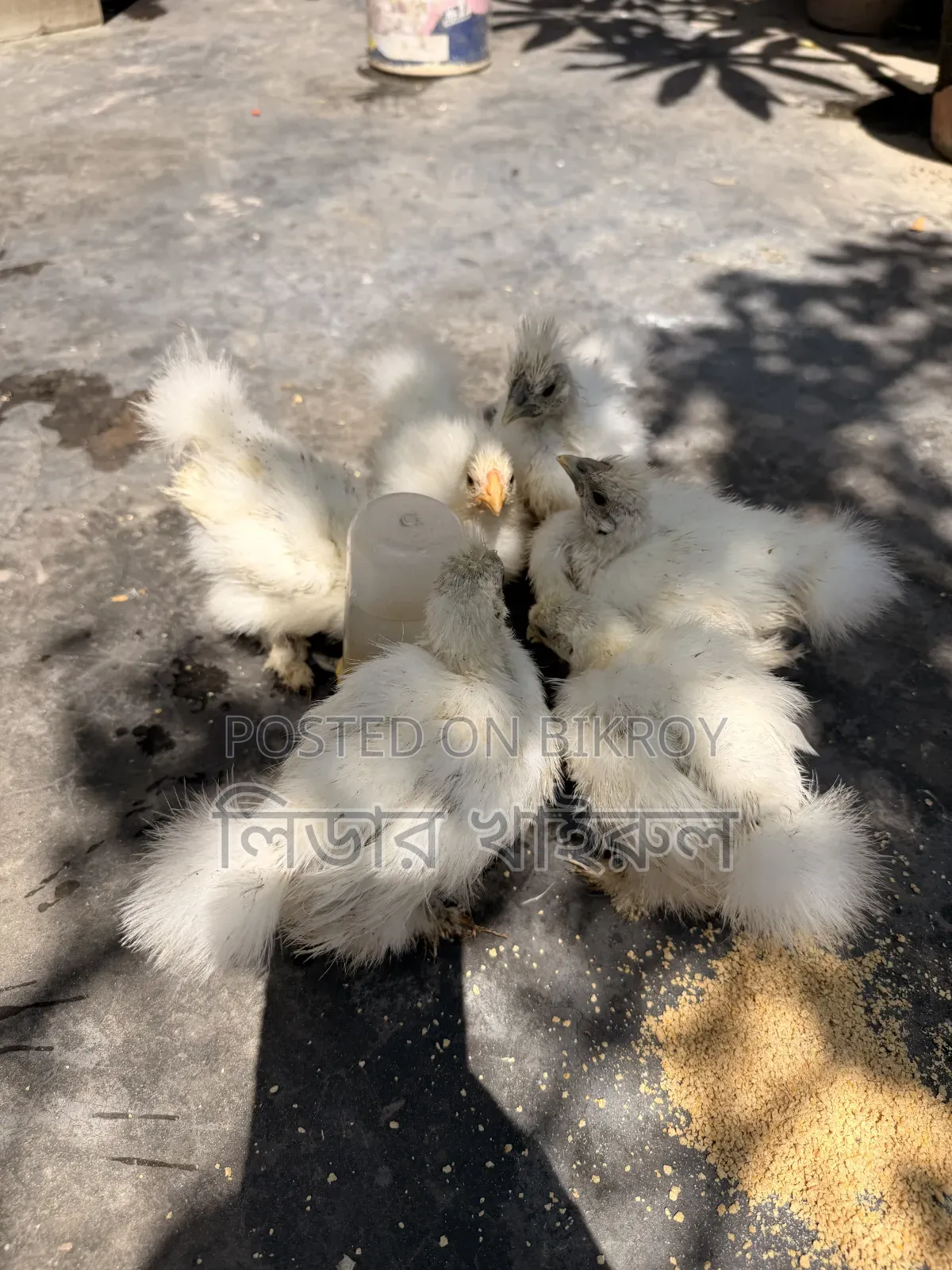 Silky Hen