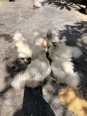 Silky Hen