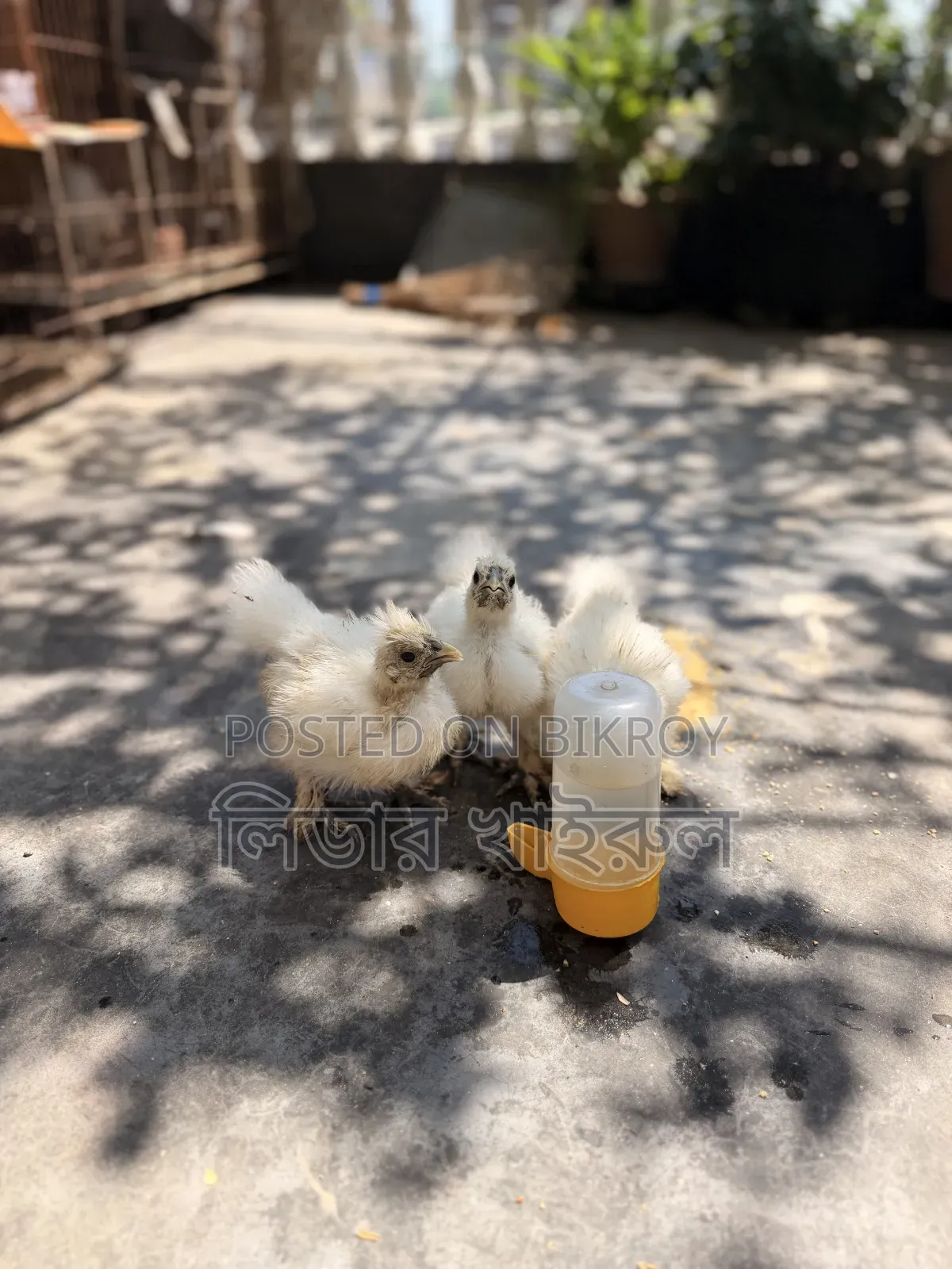 Silky Hen