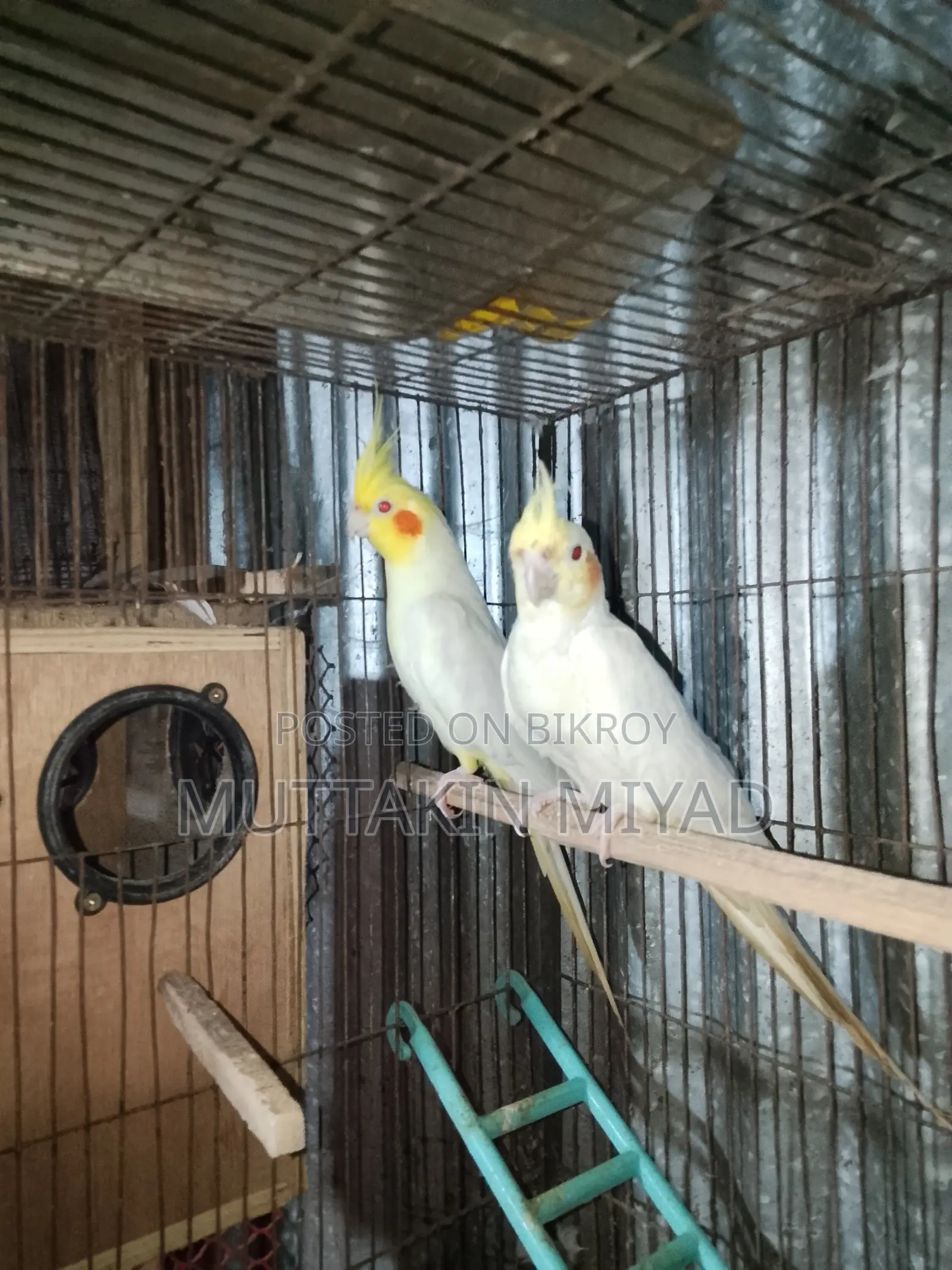 Cockatiel Bird