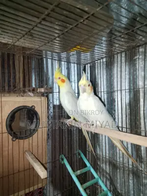 Cockatiel Bird