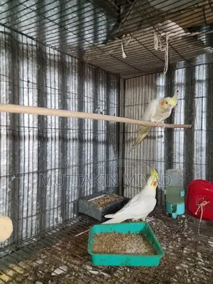 Cockatiel Bird