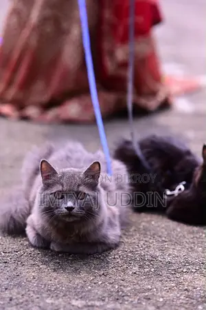 6-12 months Male Purebred Persian