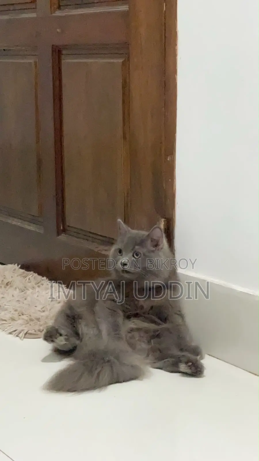 6-12 months Male Purebred Persian