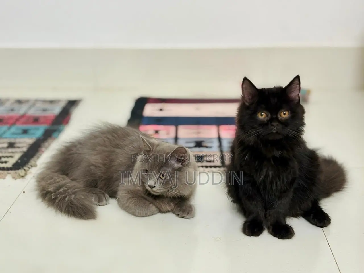6-12 months Male Purebred Persian