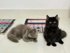 6-12 months Male Purebred Persian