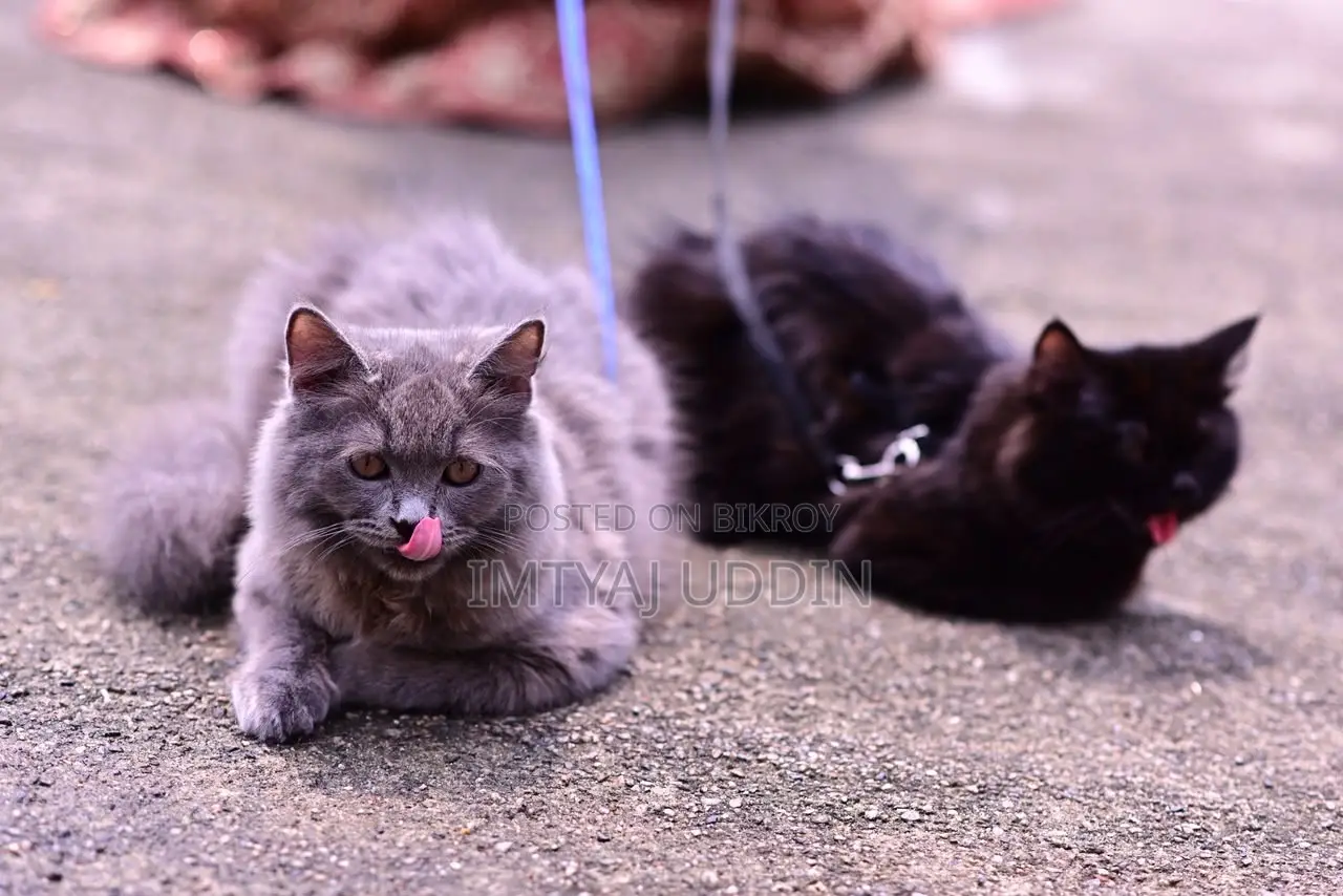 6-12 months Male Purebred Persian