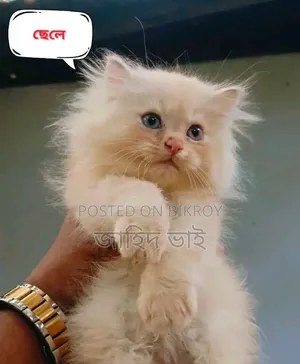 1-3 months Female Purebred Persian