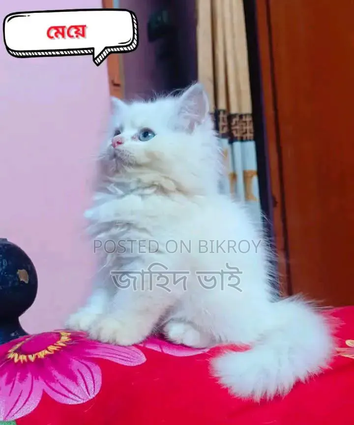 1-3 months Female Purebred Persian