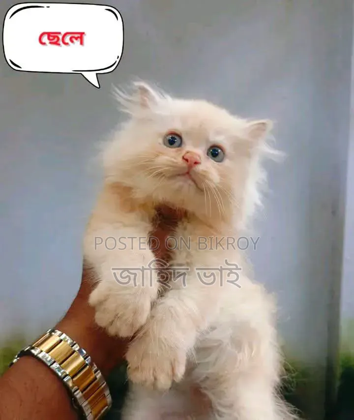 1-3 months Female Purebred Persian