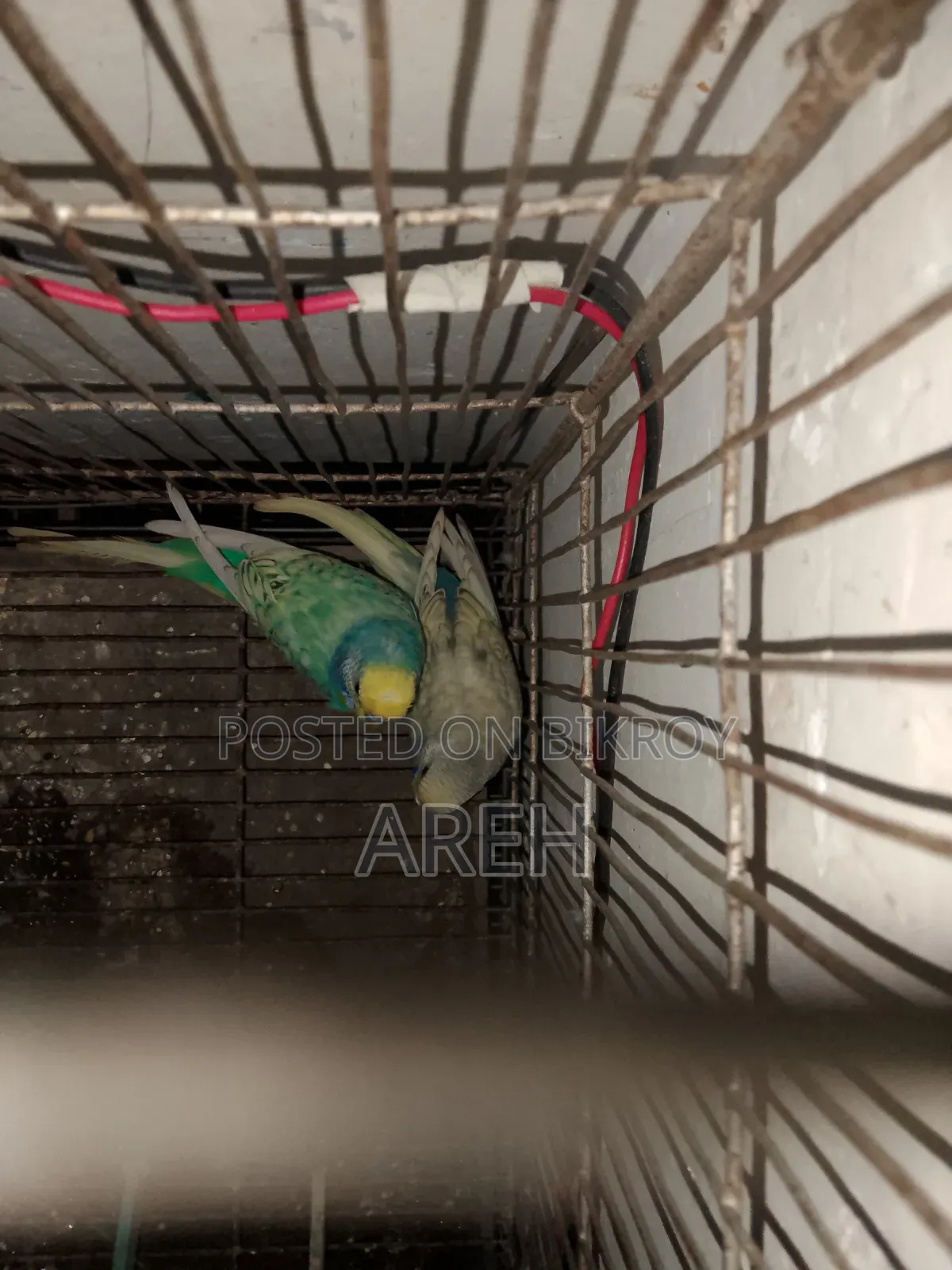 সুস্থ সবল পাখি বাজিগর অনেক সুন্দর জাপানি