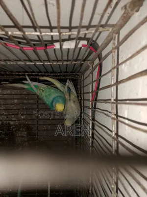 সুস্থ সবল পাখি বাজিগর অনেক সুন্দর জাপানি