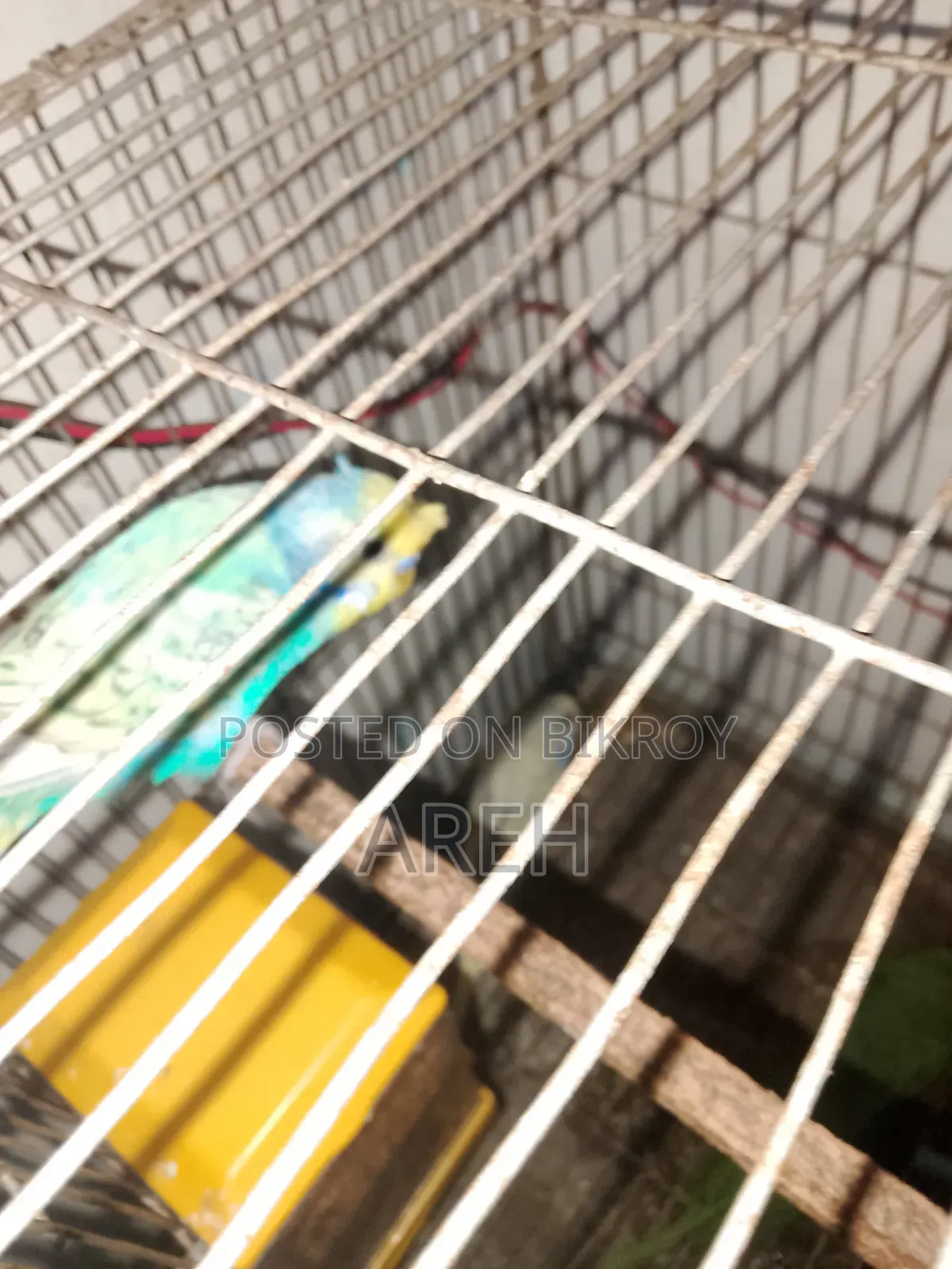 সুস্থ সবল পাখি বাজিগর অনেক সুন্দর জাপানি