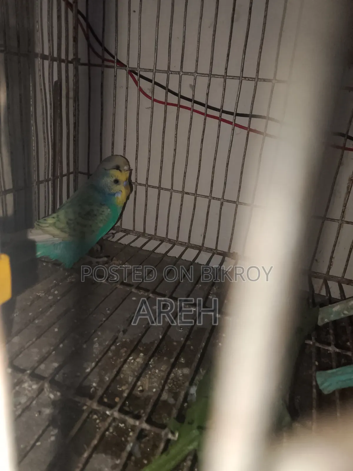 সুস্থ সবল পাখি বাজিগর অনেক সুন্দর জাপানি