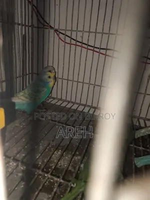 সুস্থ সবল পাখি বাজিগর অনেক সুন্দর জাপানি