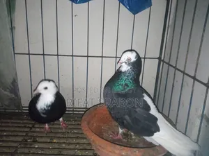 Pigeon Running Pair