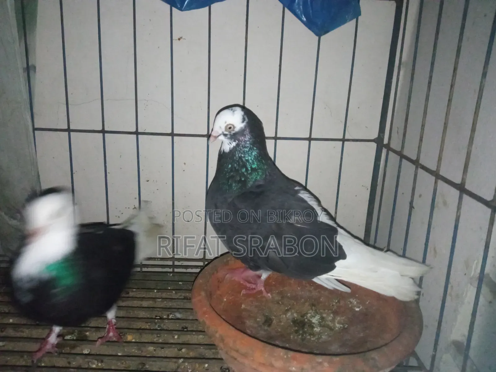 Pigeon Running Pair