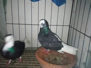Pigeon Running Pair