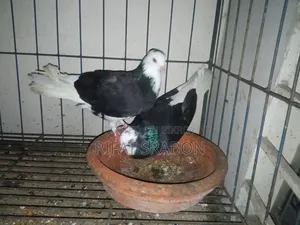 Pigeon Running Pair