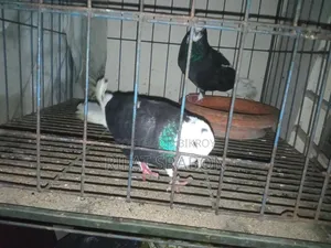 Pigeon Running Pair