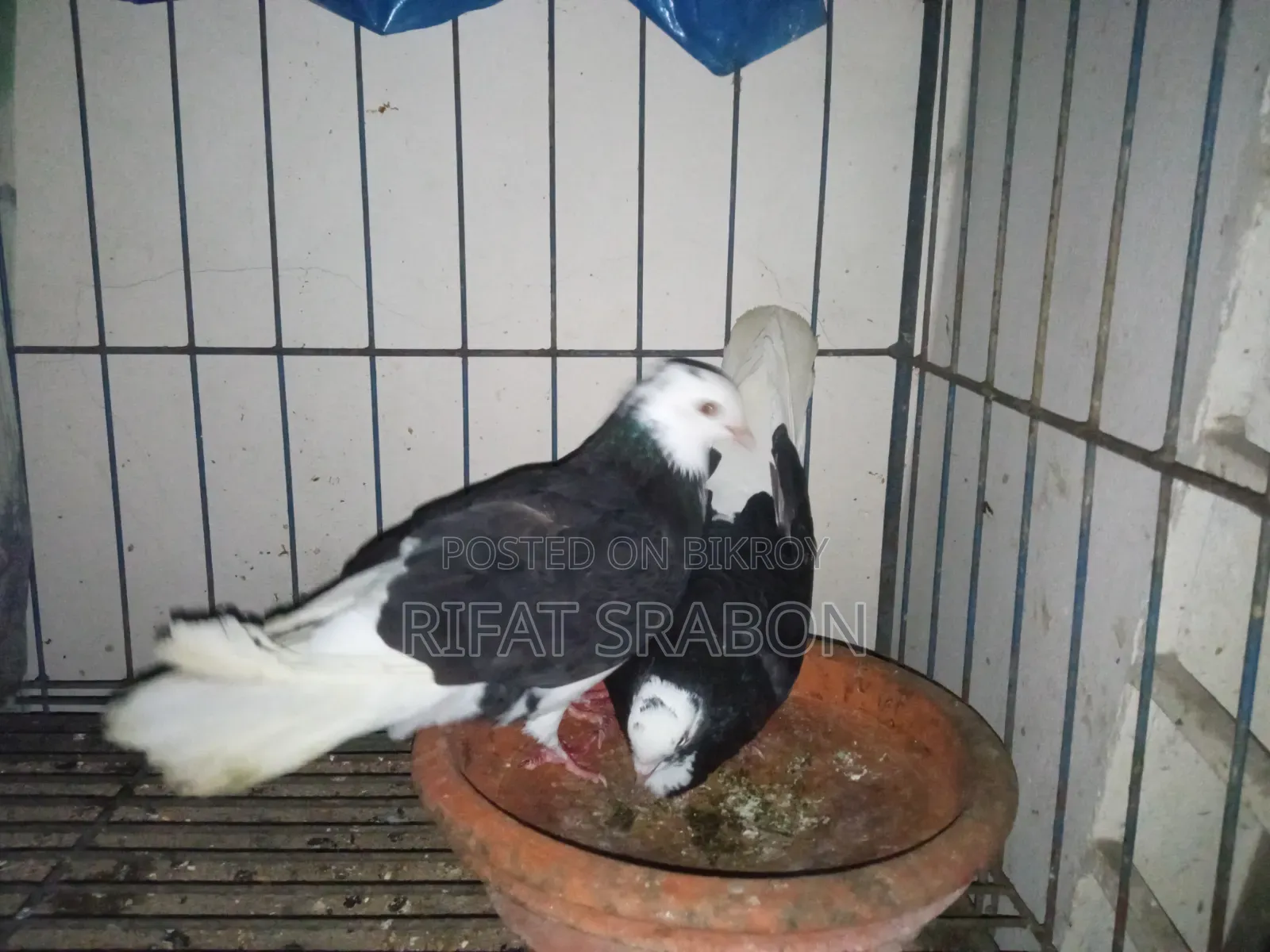 Pigeon Running Pair