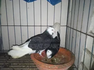 Pigeon Running Pair