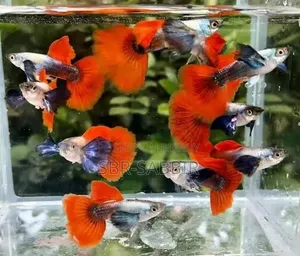 Red Tail Platinum Dumbo Ear Guppy (RTP)