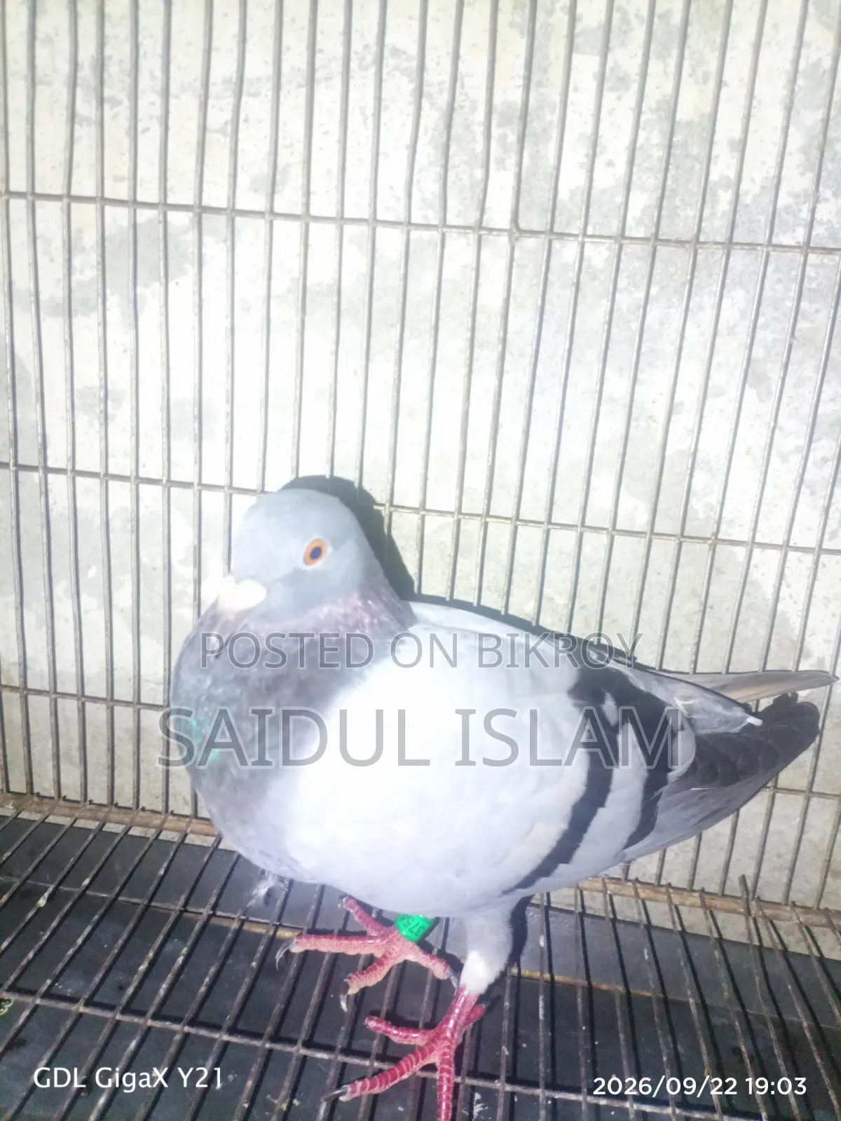 Racer Pigeon