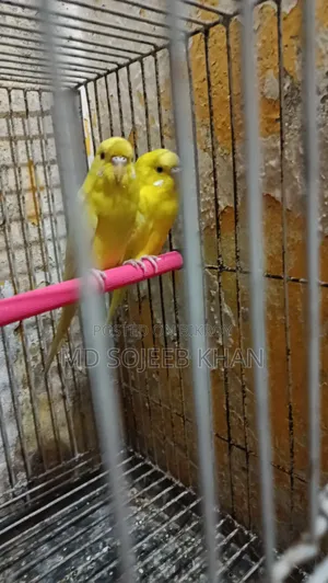 Lutino Budgie