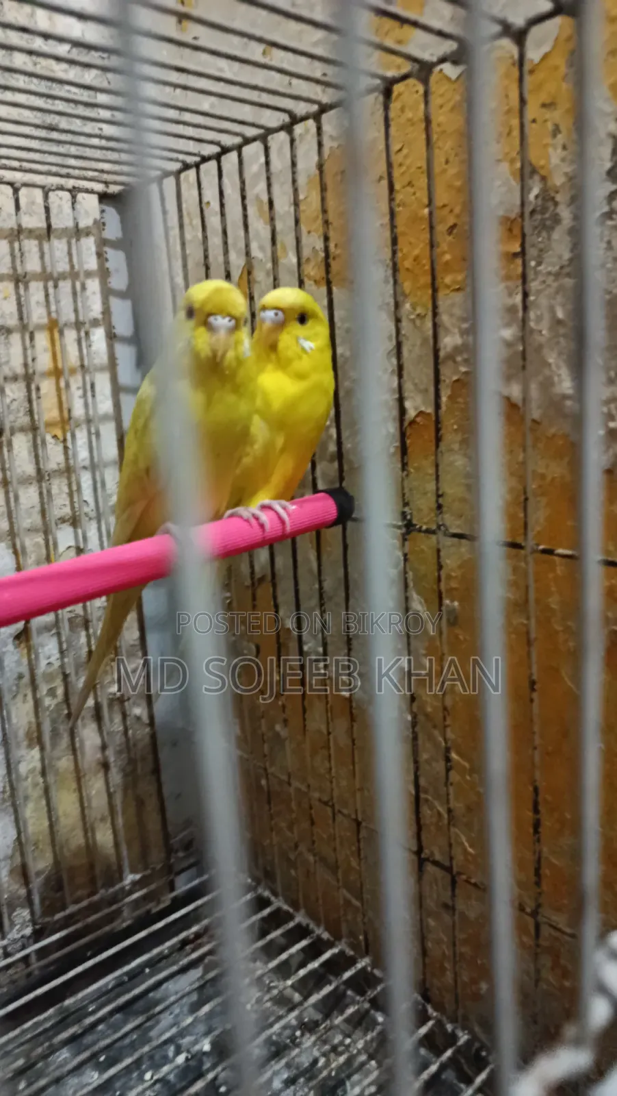 Lutino Budgie
