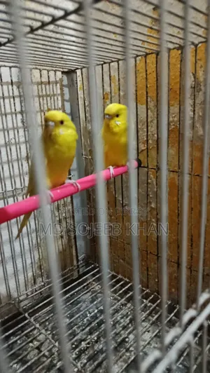 Lutino Budgie